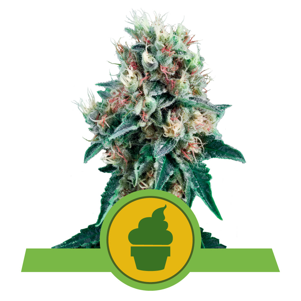 ROYAL CREAMATIC AUTO STRAIN
