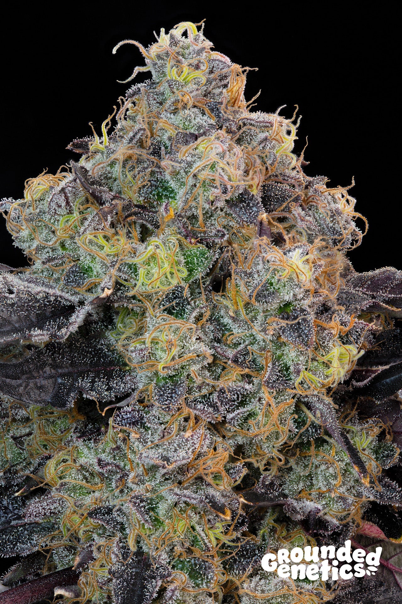 BLUEBERRY ZKUNK ZKUNK X BLUCCI STRAIN