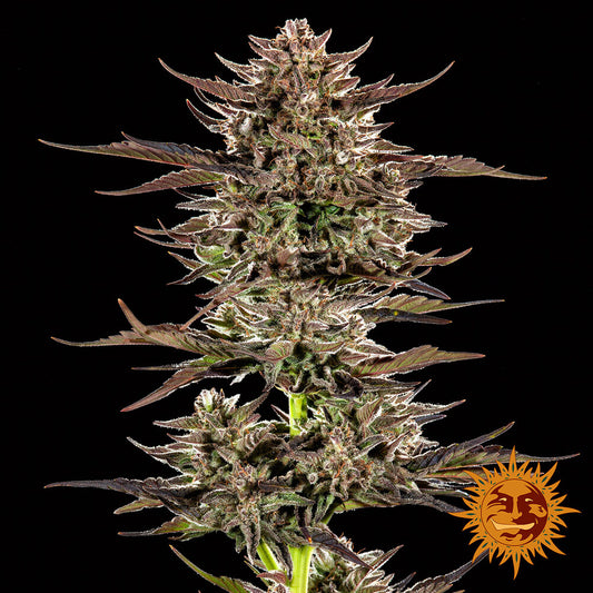FROSTED ZINN X 3 BEARS OG AUTO STRAIN