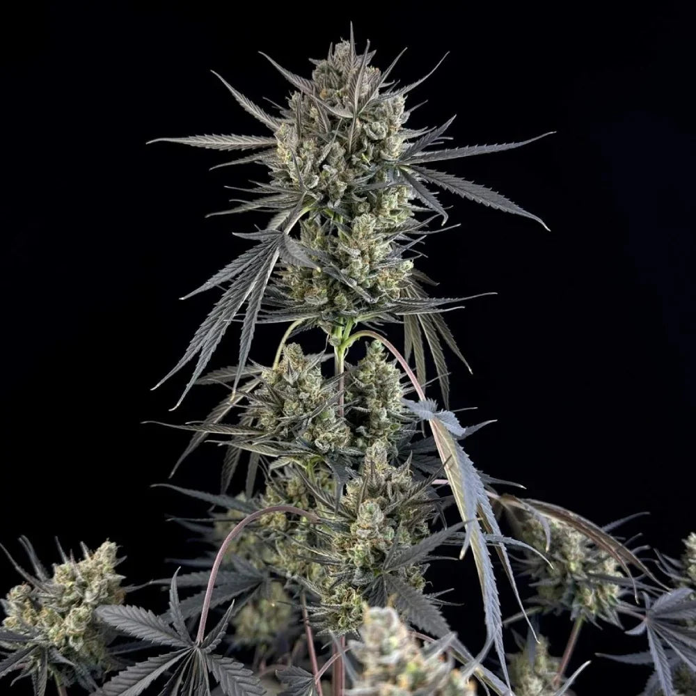 POUND CAKE AUTO STRAIN