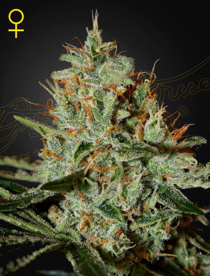 ALASKAN ICE WHITE WIDOW X HAZE STRAIN - SeedySide