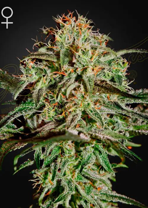 A.M.S SWISS SATIVA X SWISS INDICA STRAIN - SeedySide