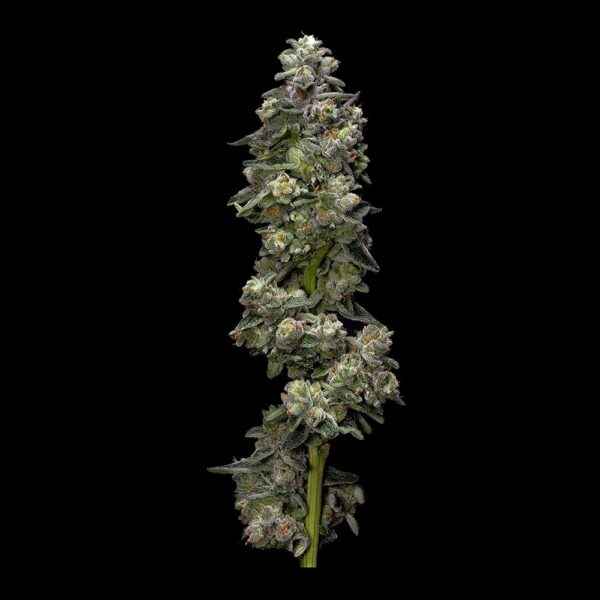 BAKERS DELIGHT STRAIN - SeedySide