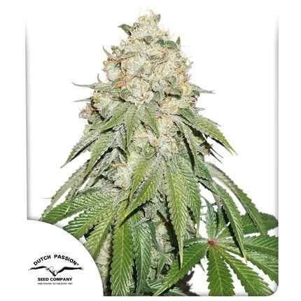 BANANA BLAZE STRAIN - SeedySide