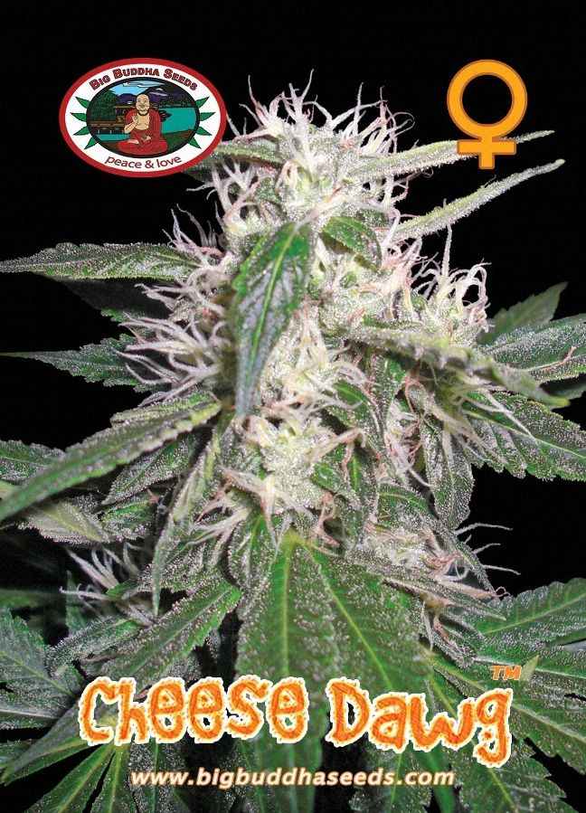 BIG BUDDHA: CHEESE DAWG - SeedySide