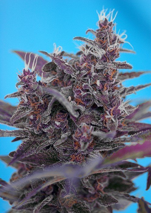 BLACK CREAM AUTO STRAIN - SeedySide