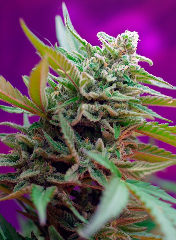 BLACK JACK AUTO STRAIN