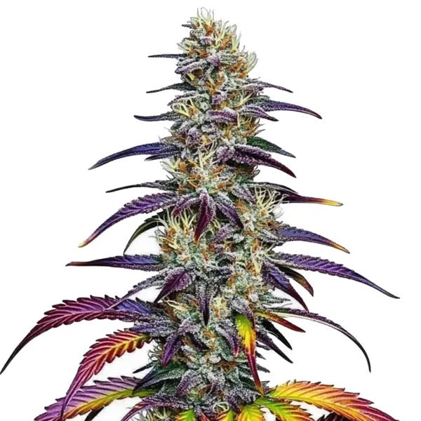 BLUE DREAM STRAIN - SeedySide