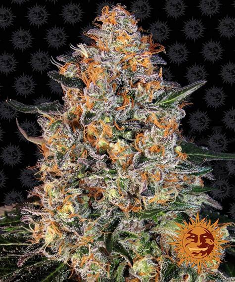 BUBBA KUSH STRAIN - SeedySide