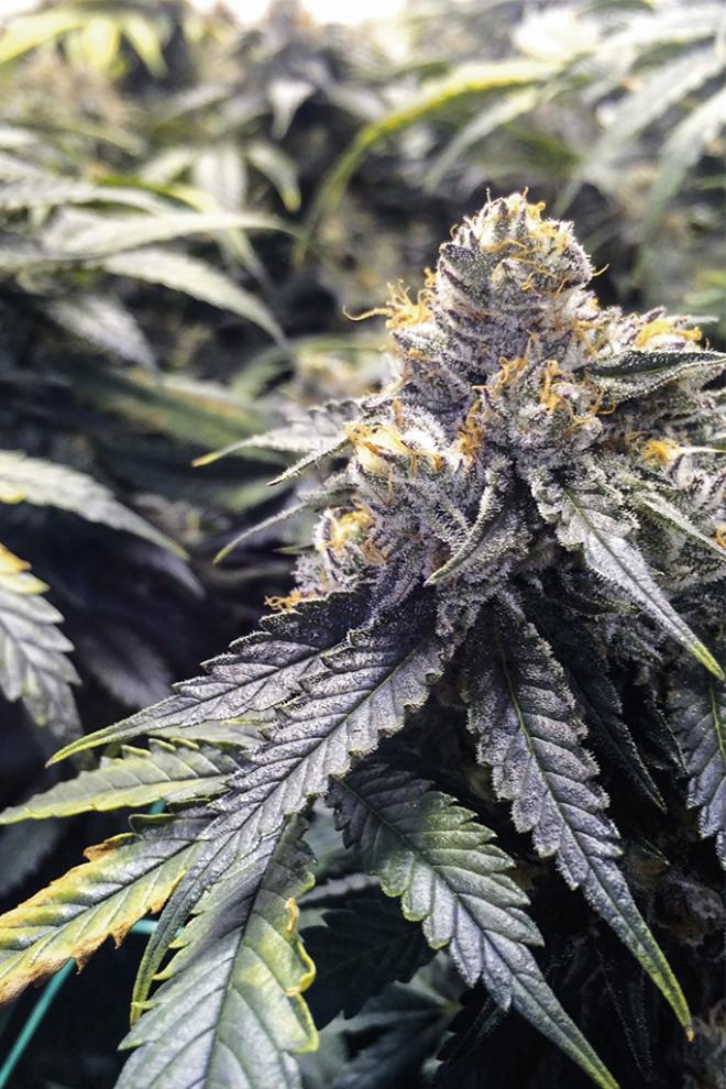 BUBBAS GIFT STRAIN - SeedySide
