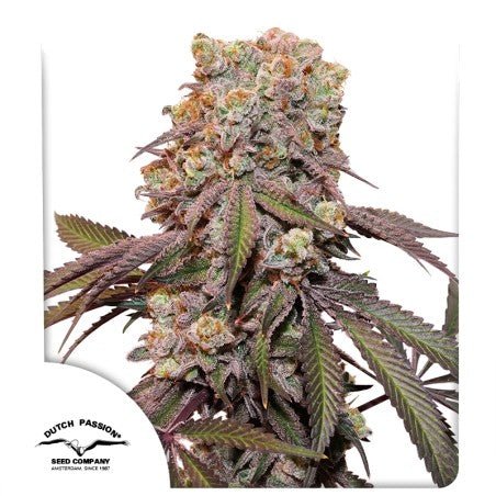 CANDY BUBATZ XL AUTO STRAIN - SeedySide
