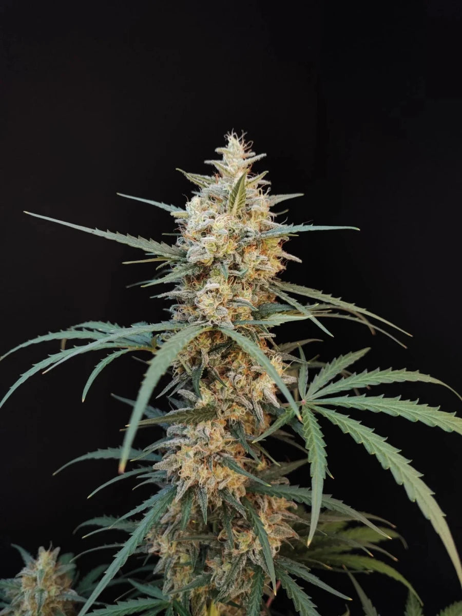 CHEMDAWG AUTO STRAIN - SeedySide