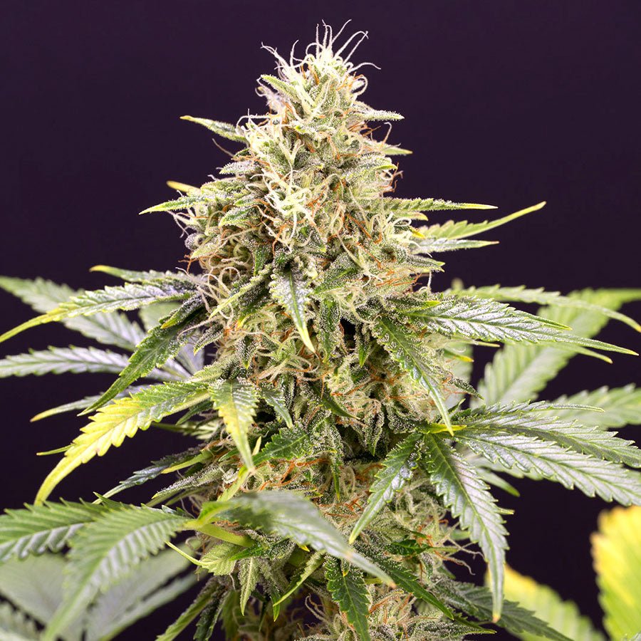 CHOCOLATE MINT OG AUTO STRAIN - SeedySide