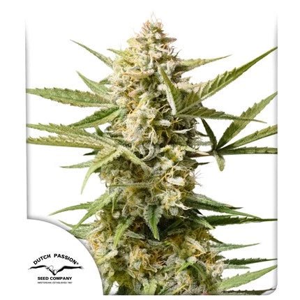 CINDERELLA JACK AUTO STRAIN - SeedySide