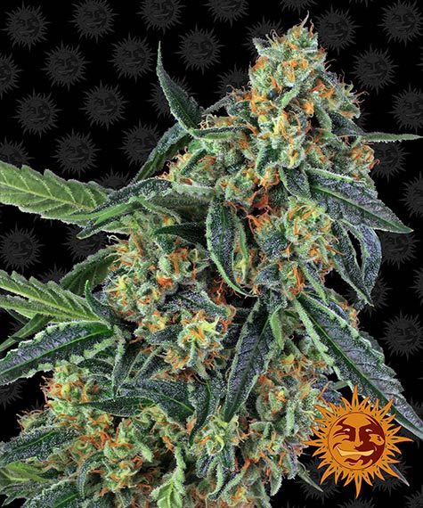 COOKIES KUSH STRAIN - SeedySide