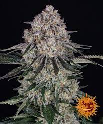 SOUR DIESEL STRAIN