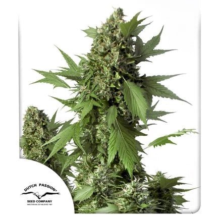 DUCK AUTO STRAIN - SeedySide
