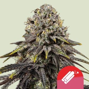 DYNAMITE DIESEL STRAIN - SeedySide