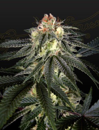 EXODUS CHEESE X DURBAN PANAMA STRAIN - SeedySide
