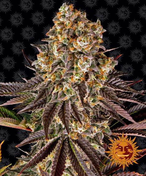 GELATO 45 STRAIN - SeedySide