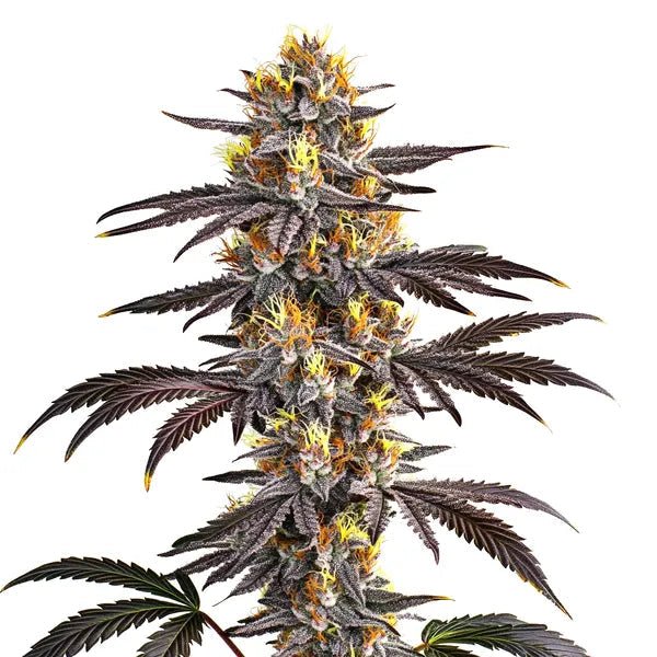 GELATO STRAIN - SeedySide