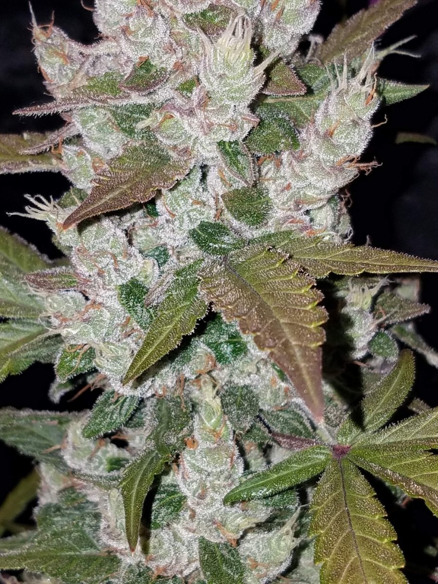 GIRL SCOUT COOKIES AUTO STRAIN - SeedySide