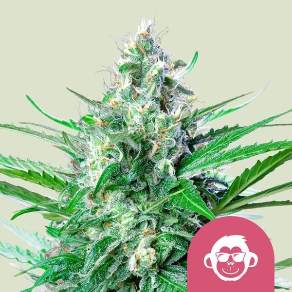 GRAPE APE STRAIN - SeedySide