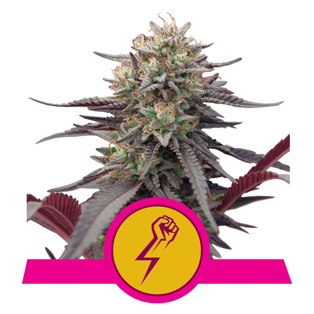 GREEN CRACK PUNCH STRAIN - SeedySide
