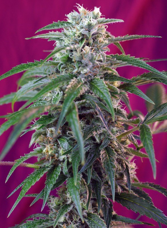 GREEN POISON AUTO STRAIN - SeedySide
