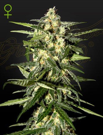 JACK HERER: JACK HERER X RUDERALIS AUTO STRAIN - SeedySide
