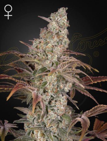 JACK'S DREAM: JACK HERER X A.M.S STRAIN - SeedySide