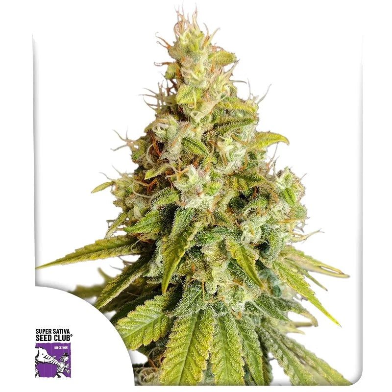 LEMON OG STRAIN - SeedySide