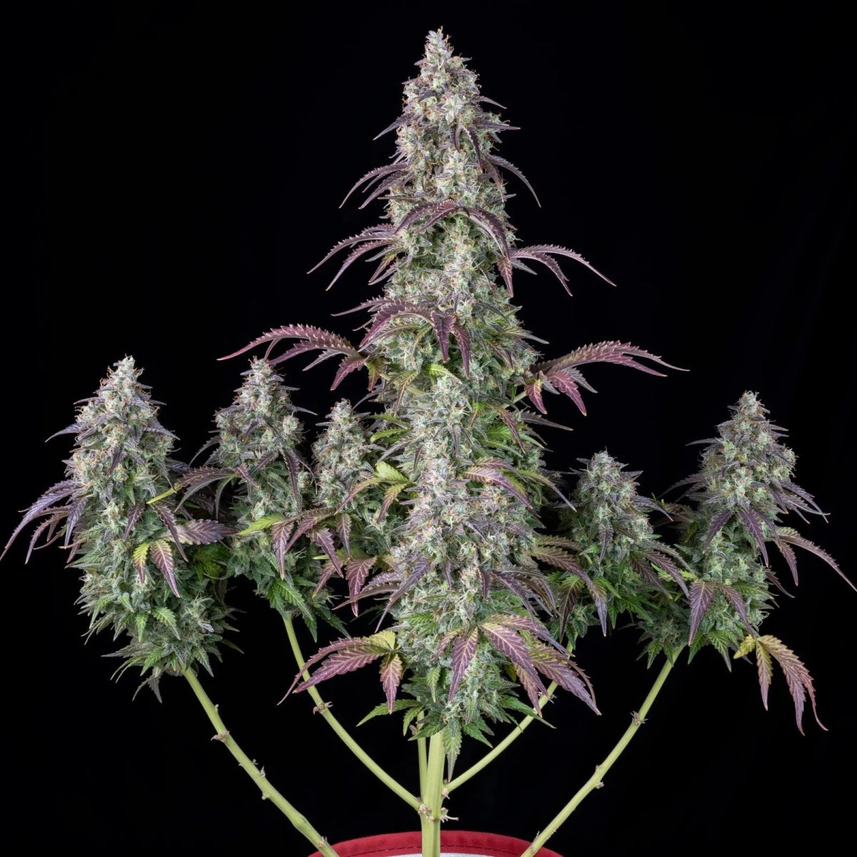 LEMON PIE AUTO STRAIN - SeedySide