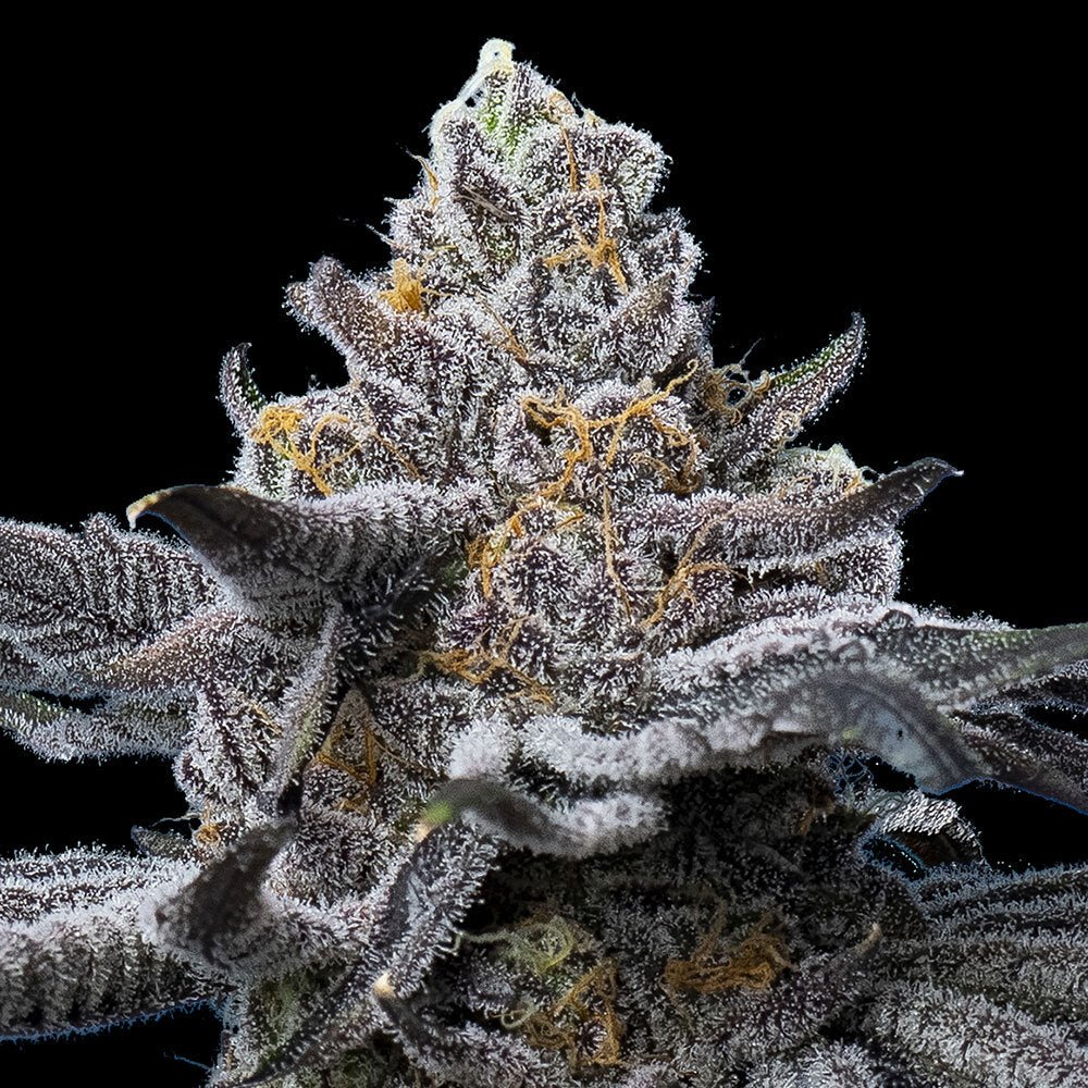 LFG STRAIN - SeedySide