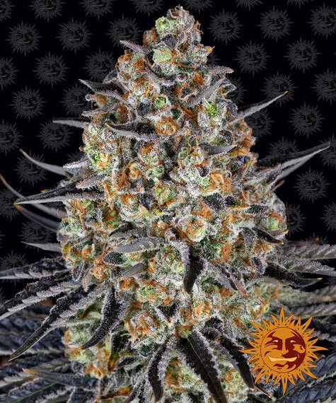 LSD STRAIN - SeedySide