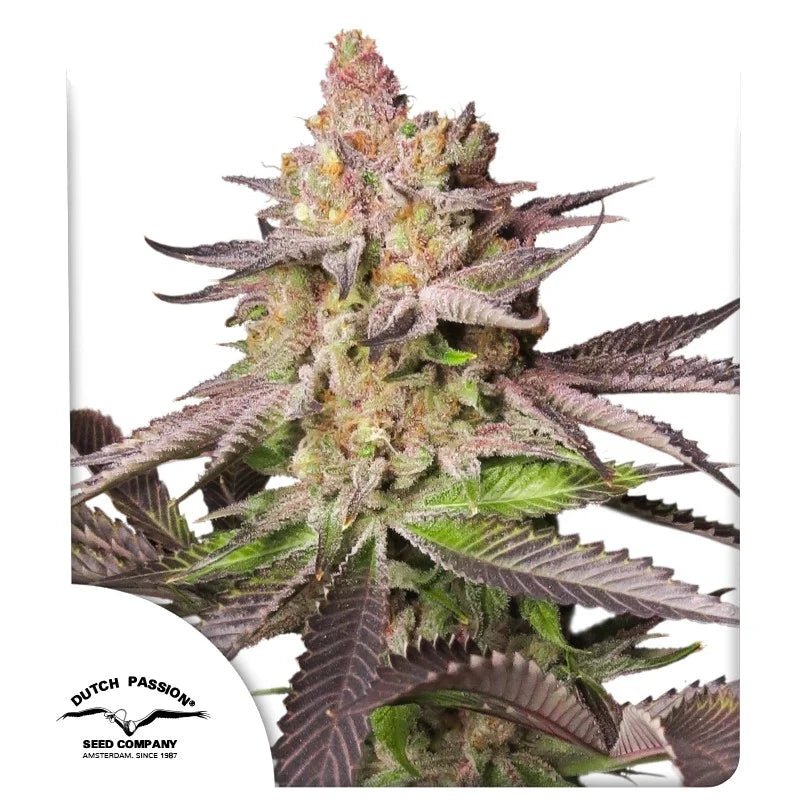 MELONADE RUNTZ AUTO STRAIN - SeedySide