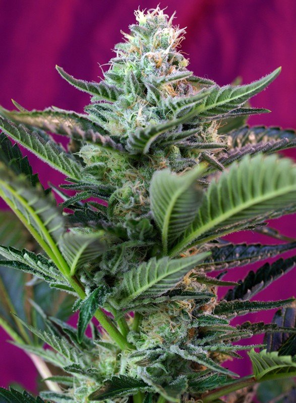 MOHAN RAM AUTO STRAIN - SeedySide