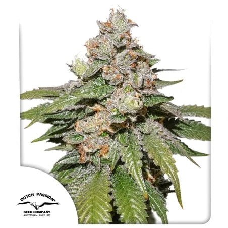MOKUMS TULIP AUTO STRAIN - SeedySide