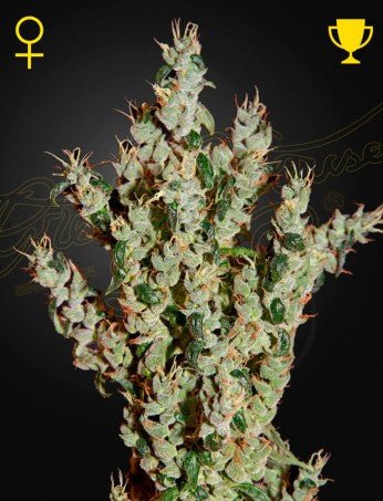 NL5 HAZE: NL5 X HAZE X KALI MIST STRAIN - SeedySide