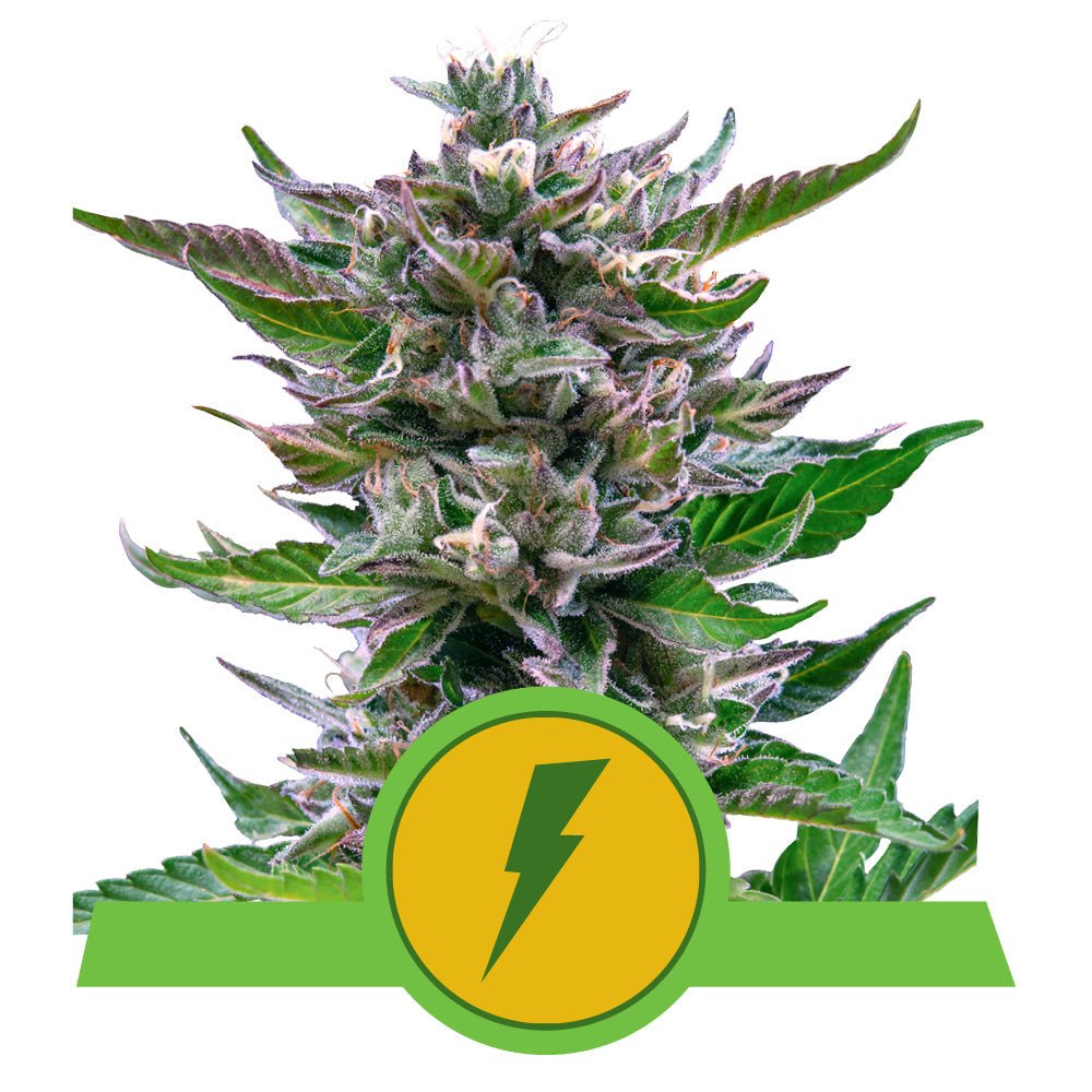 NORTH THUNDERFUCK AUTO STRAIN - SeedySide
