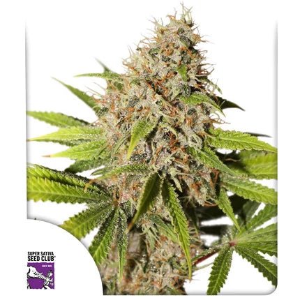 PINEAPPLE POISON STRAIN - SeedySide