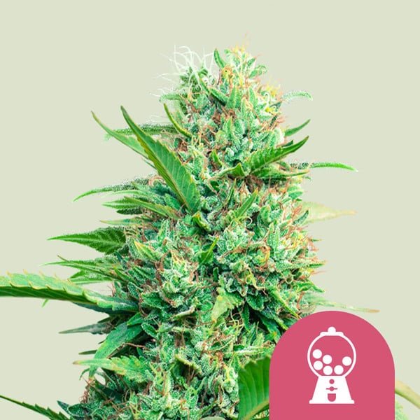 PINK RUNTZ STRAIN - SeedySide