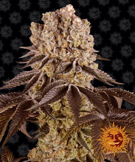 PURPLE PUNCH STRAIN - SeedySide