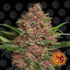 PURPLE PUNCH X LEMON DRIZZLE STRAIN - SeedySide