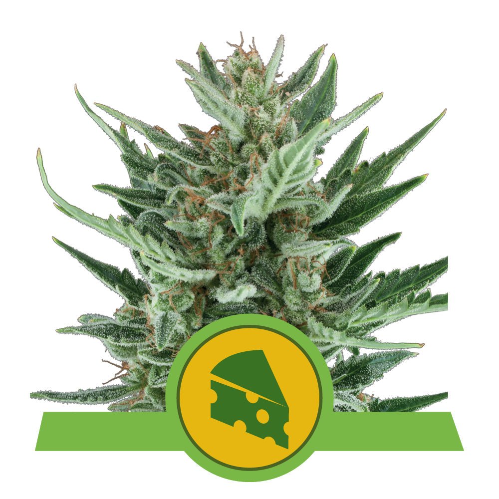 ROYAL CHEESE AUTO STRAIN - SeedySide