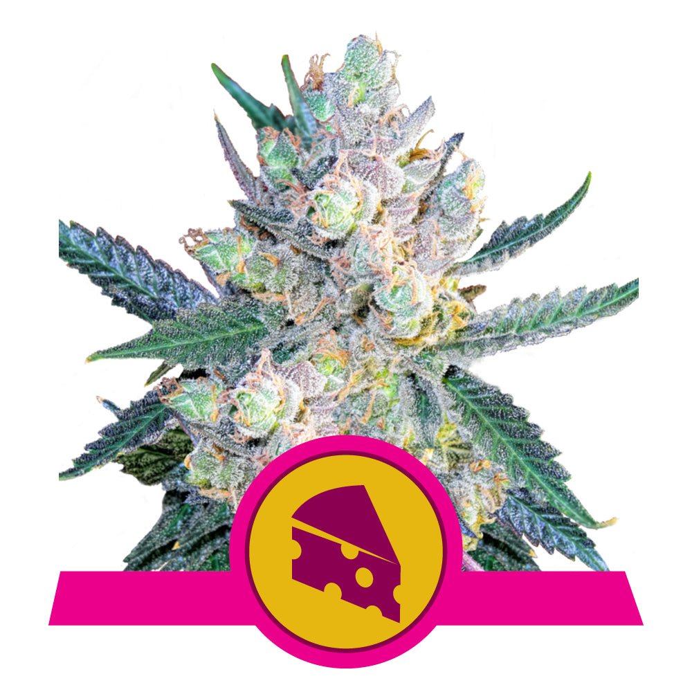 ROYAL CHEESE STRAIN - SeedySide