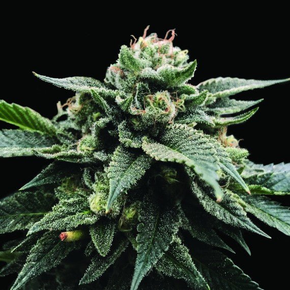 SORBET STASH STRAIN - SeedySide