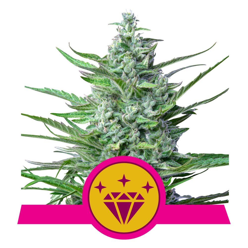 SPECIAL KUSH 1 STRAIN - SeedySide