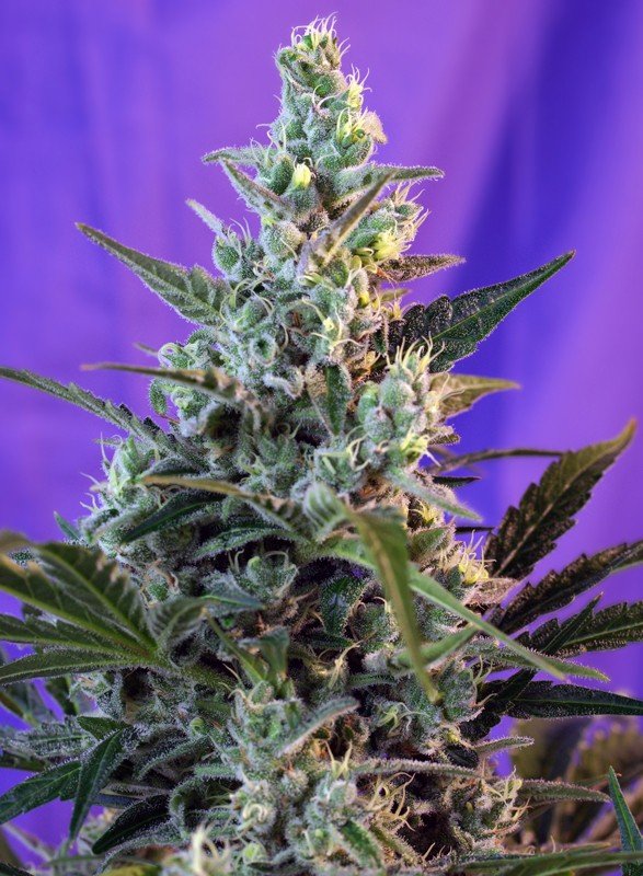 SWEET SKUNK AUTO STRAIN - SeedySide