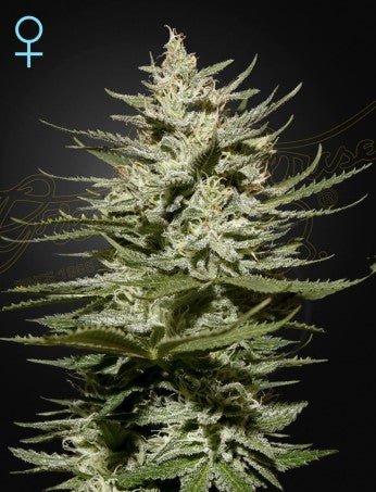 THE CHURCH CBD STRAIN - SeedySide